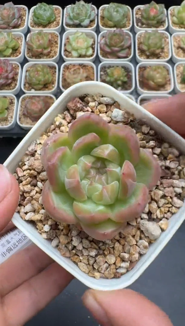 119G云禹多肉植物 脱土纸巾打包 3颗包邮