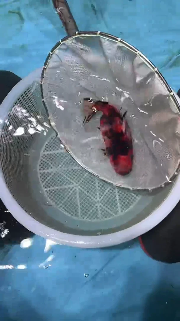 金鱼2单包邮  售后开箱视频