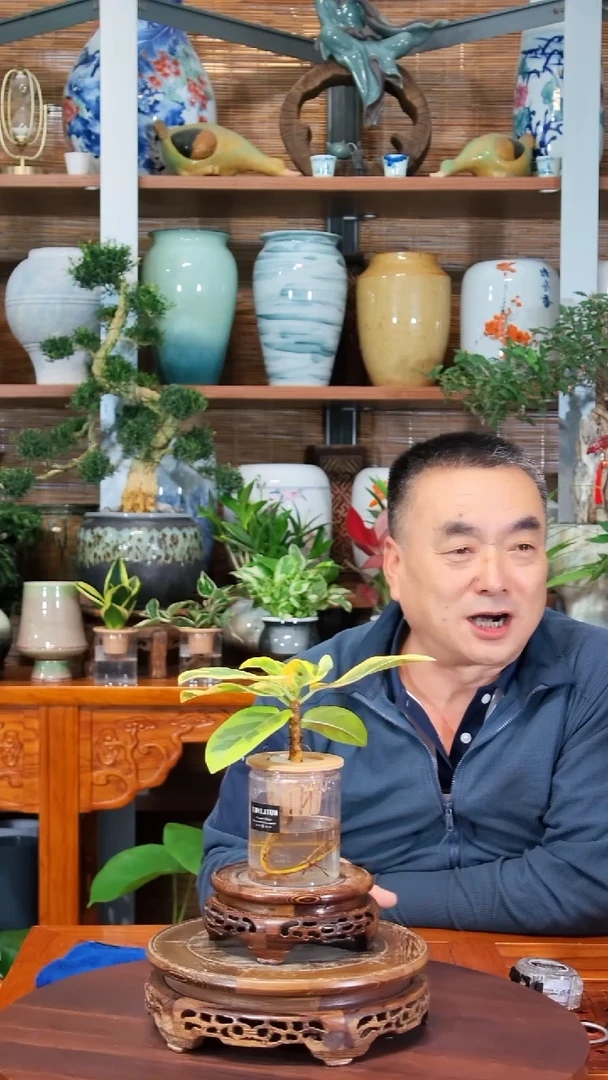 无花朵好**果水之韵水培黄金榕