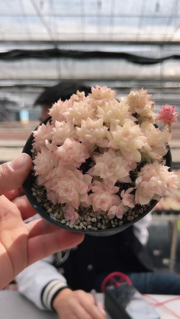 【闪购商品】新款多肉-681