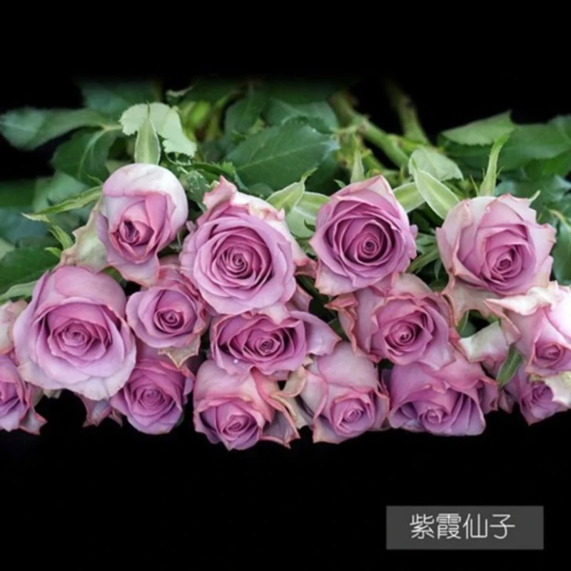 紫霞仙子玫瑰10-20枝云南鲜花基地直发家用鲜花