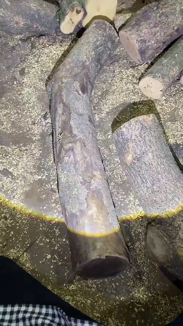 小叶桢楠金丝楠木