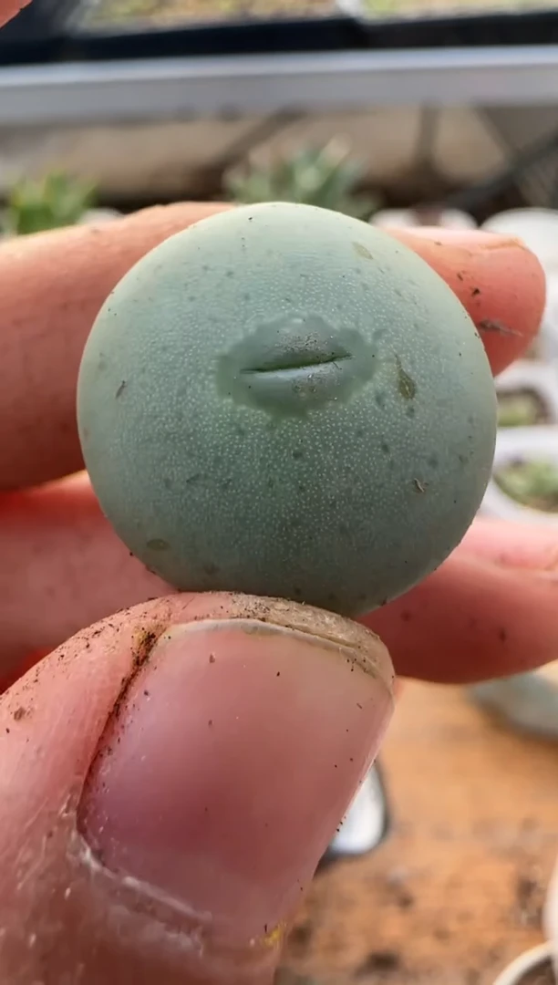 【闪购商品】9-330