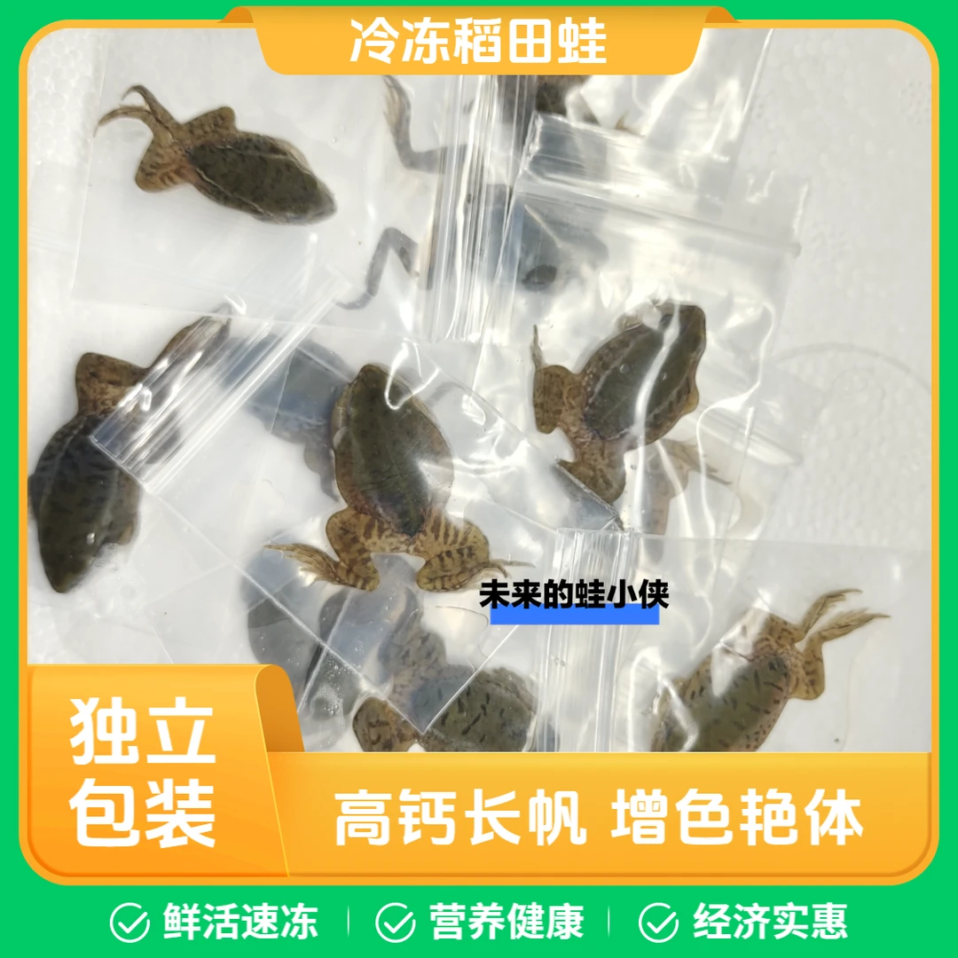 独立包装冷冻稻田蛙2公分左右  一只一袋