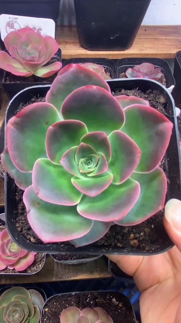 楹楹/128/冠幅9CM/