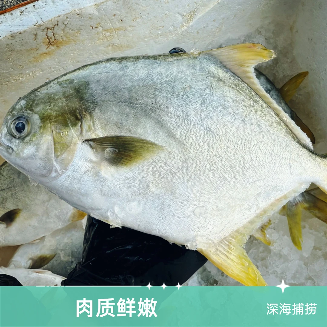 顺丰次日达深海金鲳鱼7条装新鲜海鲜速冻发货不帮杀