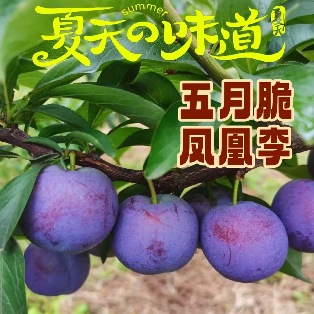 W四川五月脆凤凰李新鲜当季水果孕妇爱吃 新鲜李子 现摘现发