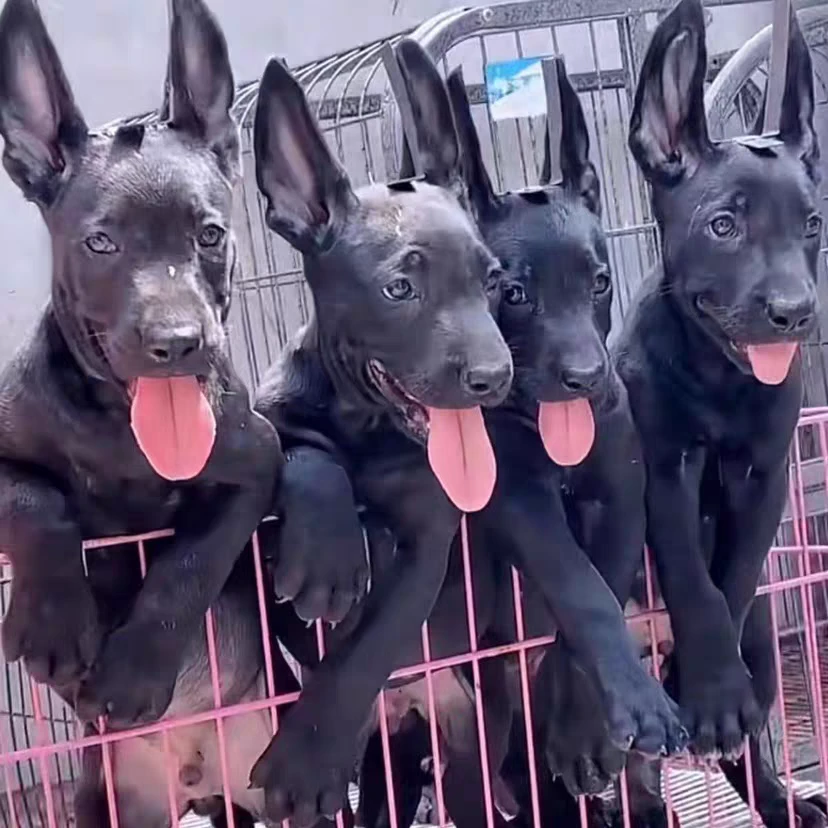 疫苗齐全纯种黑狼犬幼犬适合看家护卫