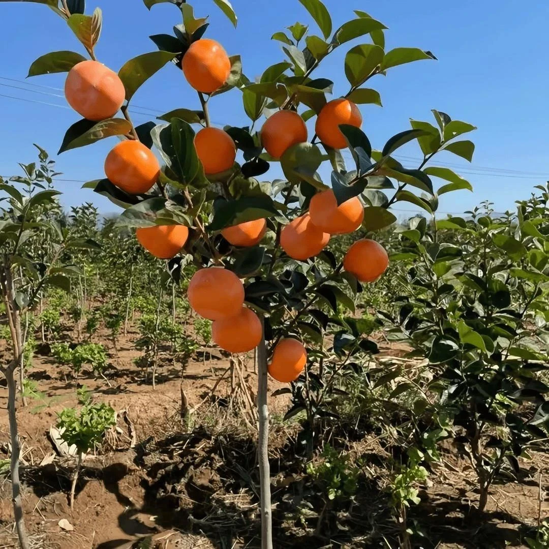 柿子果树苗嫁接甜脆柿种植盆栽果树水果树苗果树太秋脆甜柿子树苗