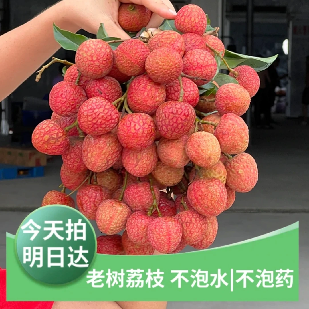 高州正宗头批白糖罂荔枝甜爽可口 京东包邮 广东省 5斤荔枝同城送新鲜广东省