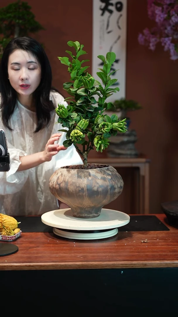 无花朵佛手盆景盆景盆景