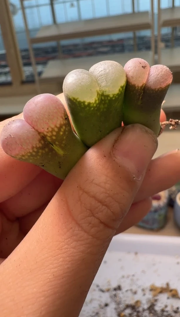 28-32多肉植物肉锥