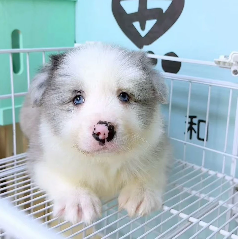 奶思家-陨石边牧公可爱弟弟01252011边境牧羊犬