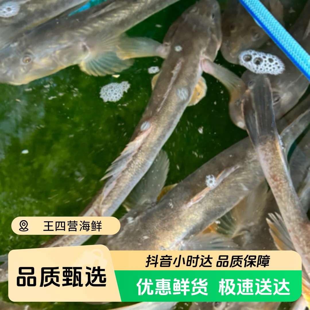 鲜活海鲶鱼（新鲜）