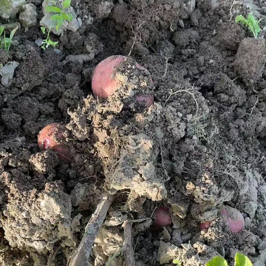 鲜季全自产 有机土豆  红皮黄心  500克 全自产