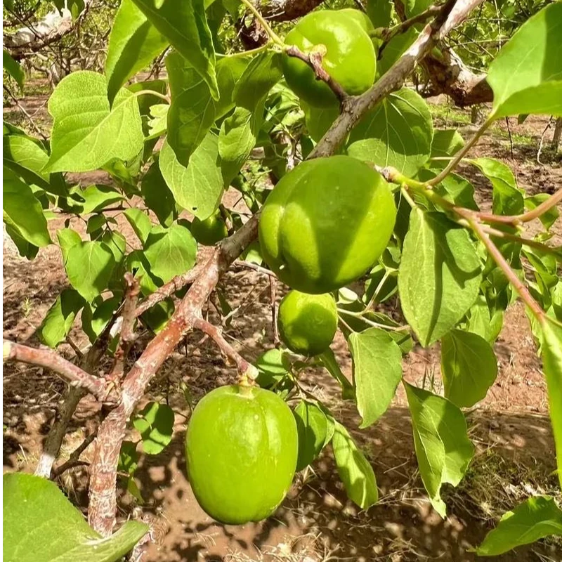 新疆托克逊青杏子现摘现发包邮