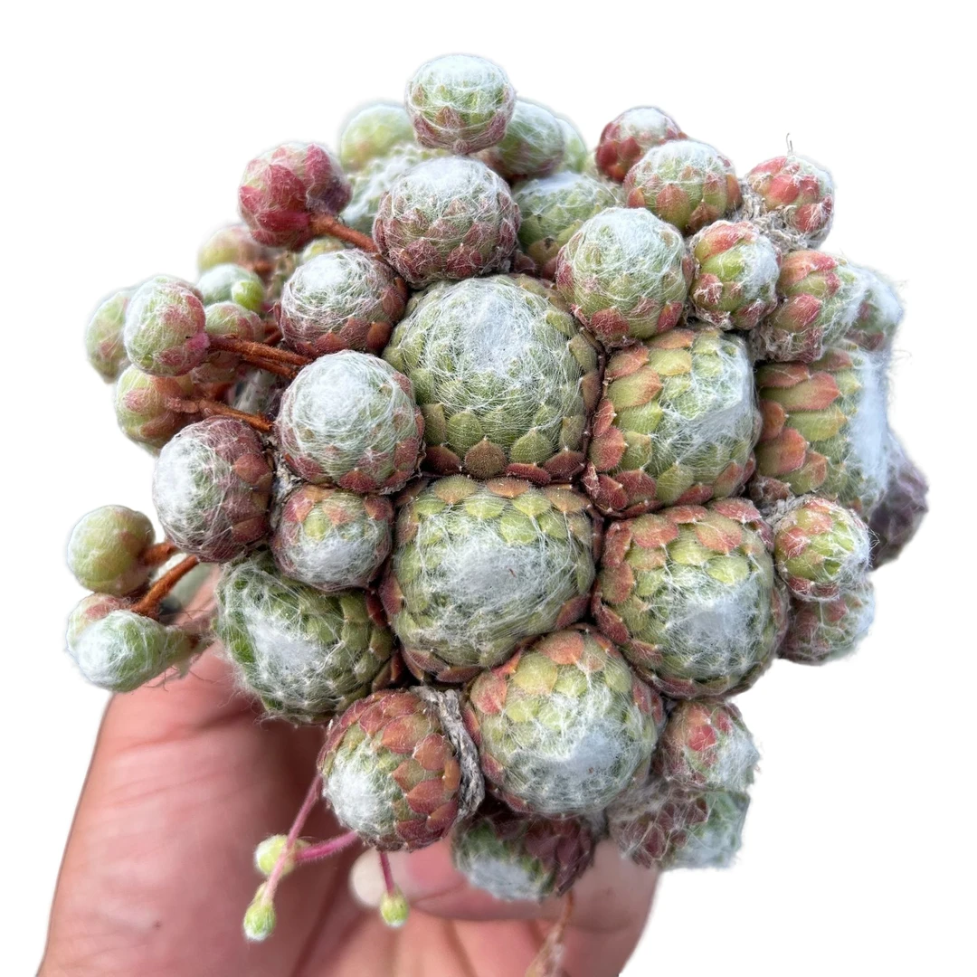 蛛丝卷卷2盆带盆土 多肉植物室内绿植净化空气