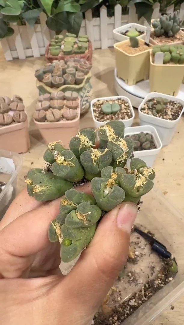 29-182多肉植物肉锥一颗