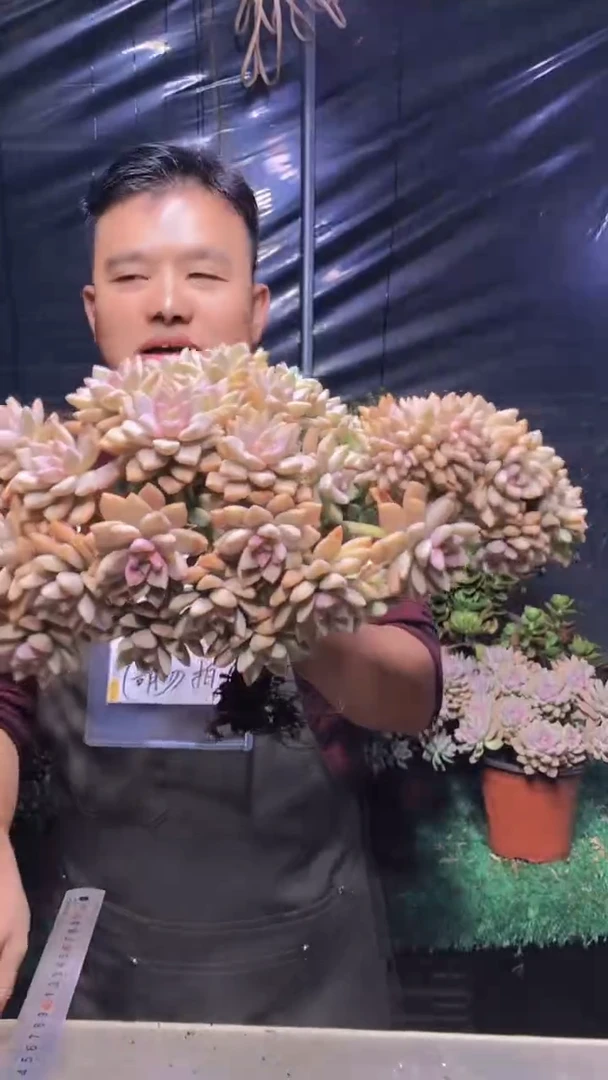 202淡雪缀化（一物一拍）