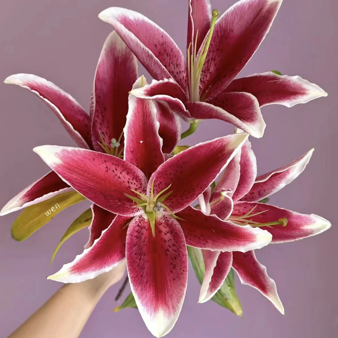 【基地直发】国王 香水百合 鲜花花卉