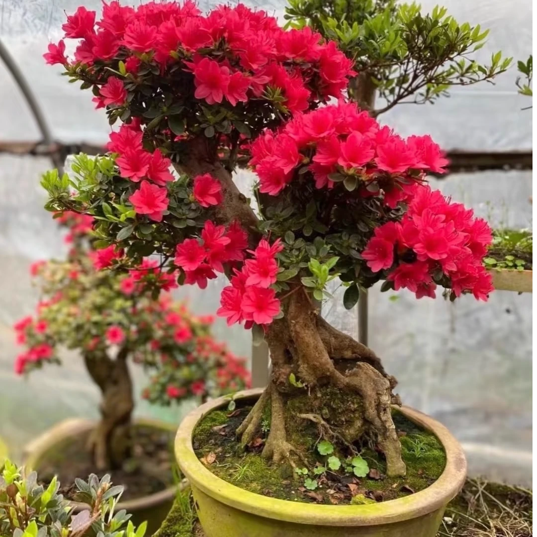 直播赤楠榆树白蜡耐寒老桩盆景盆景老桩