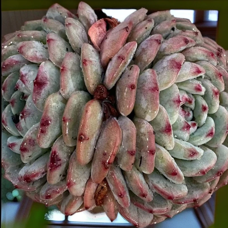 （任意两单或满9.99包邮）白胖子带盆土 单头 多头  以直播展示为准