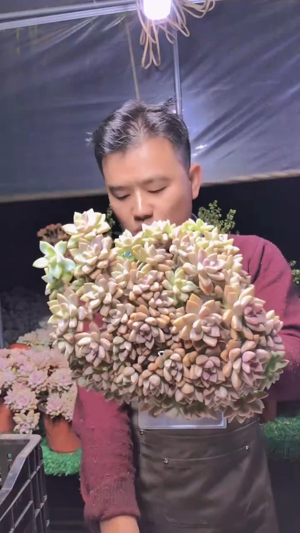 259淡雪缀化一物一拍