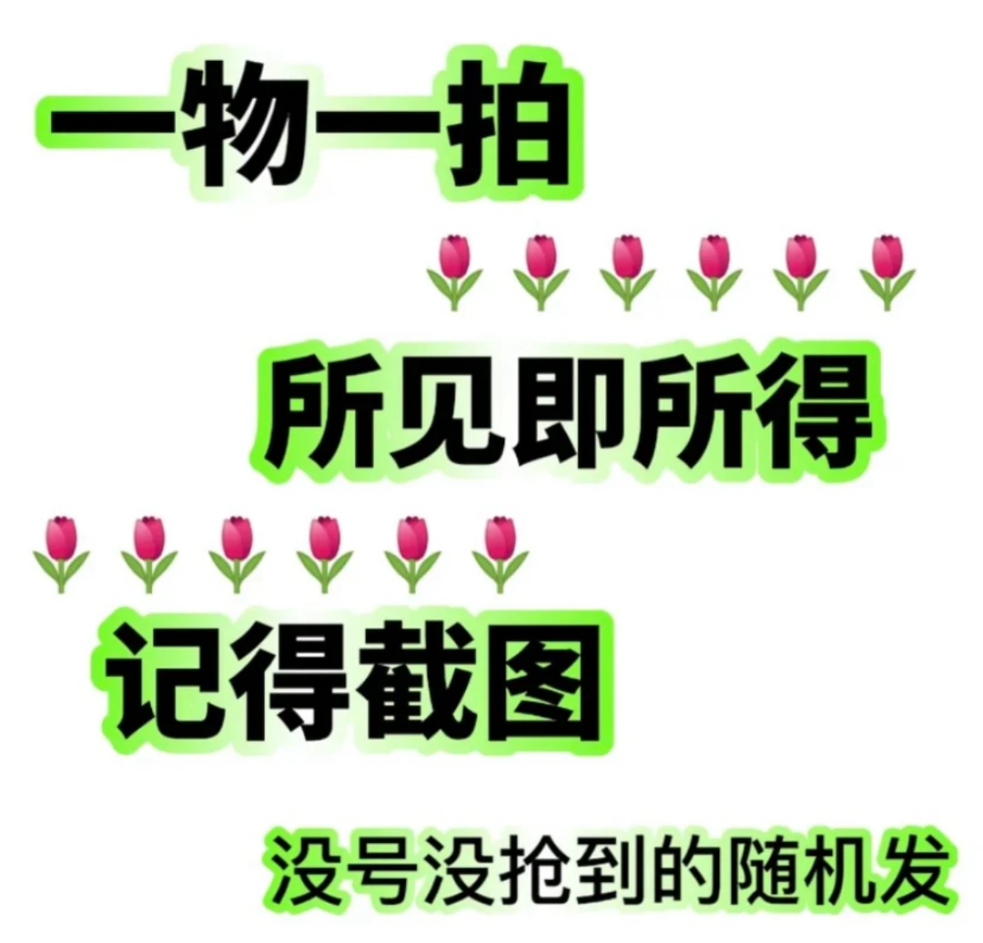 三角梅 一物一拍 带花原盆土发货 超勤花四季开花