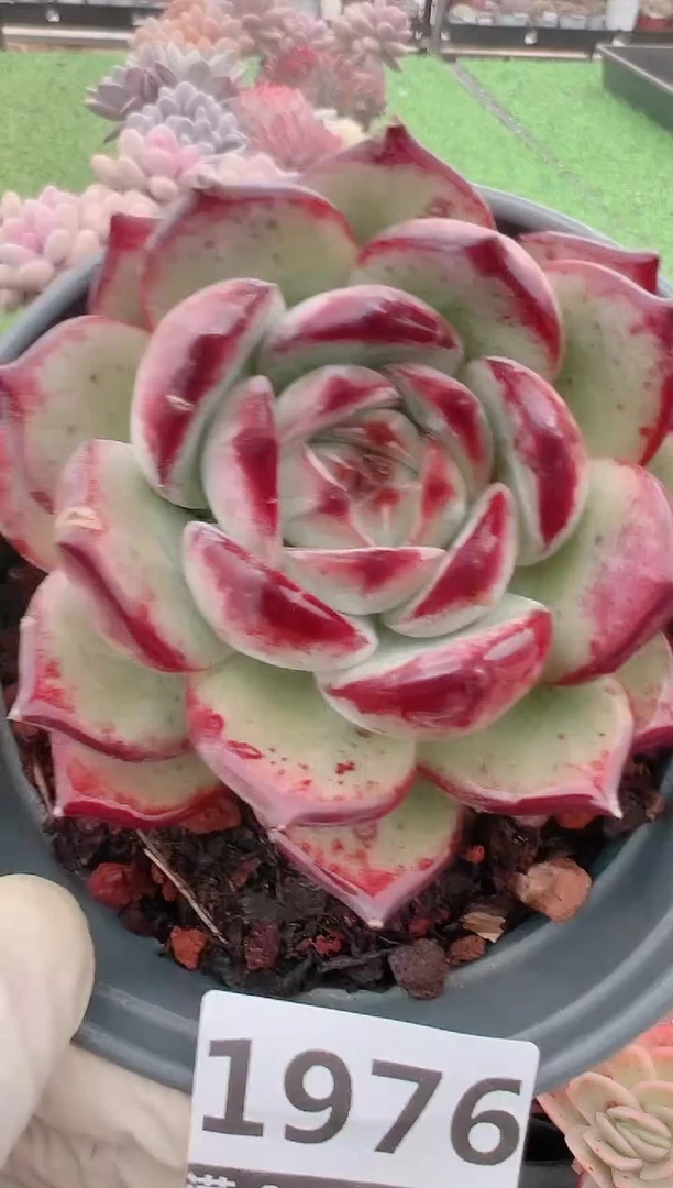 【闪购商品】信福多肉一物一拍