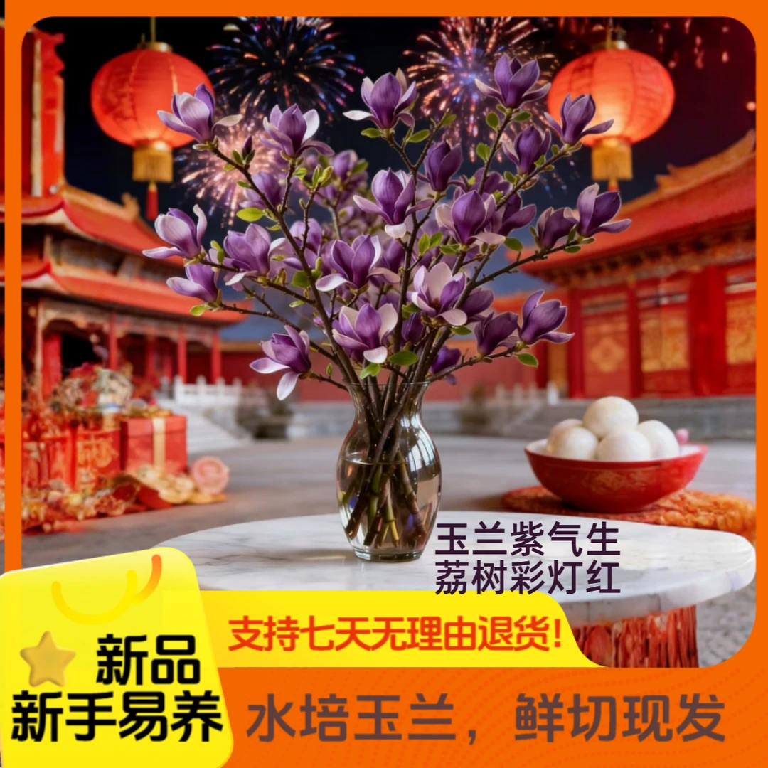 【新年开花】遇水开花水培浓香玉兰枝带花苞室内外耐寒花卉绿植好养