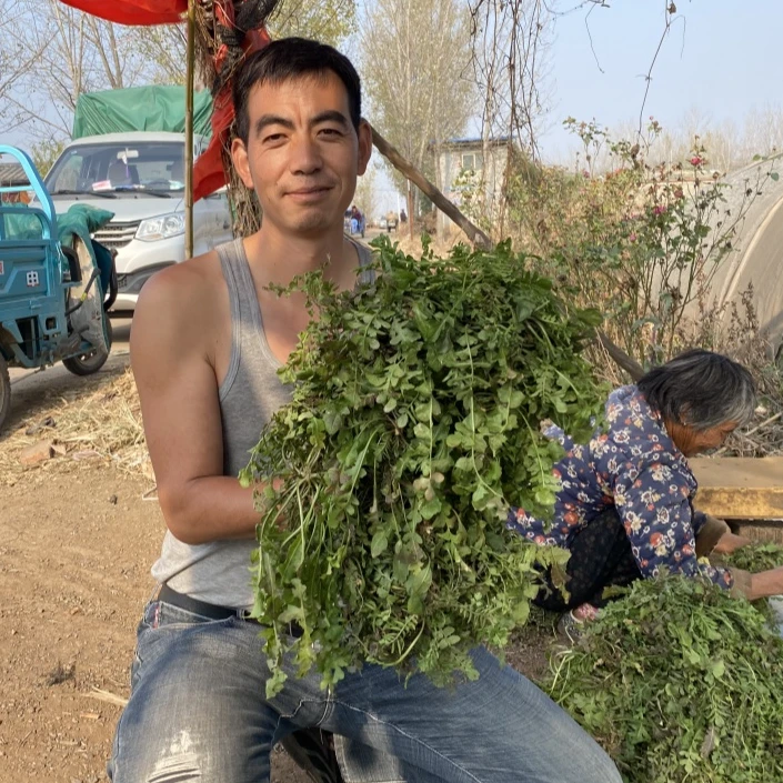 野生荠菜 新鲜美味山东 2斤 3斤 4斤
