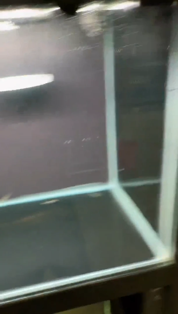灯科鱼用****1白金青柠巧克力+白金蓝帝一+红牛铅笔