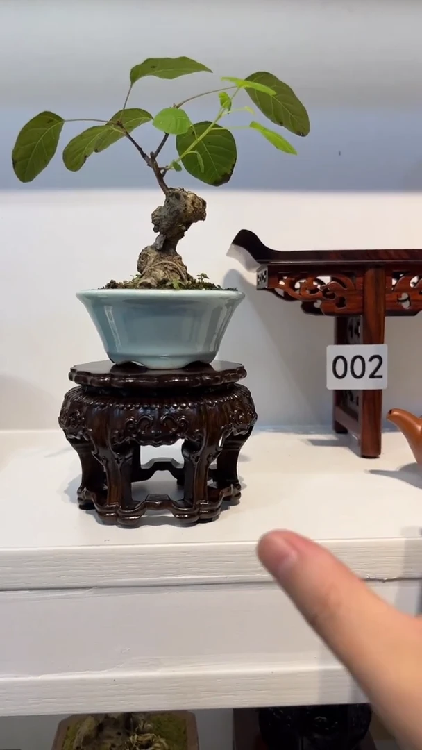 1紫砂紫砂紫砂紫砂紫砂