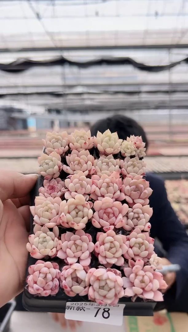 【闪购商品】新款多肉-78