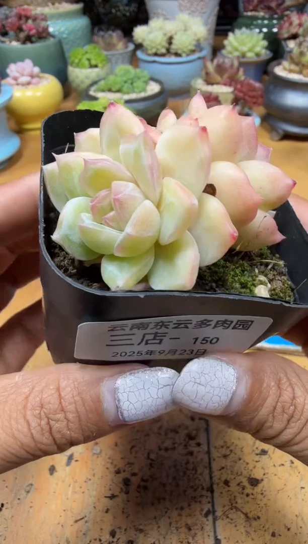 东云多肉三号店-150