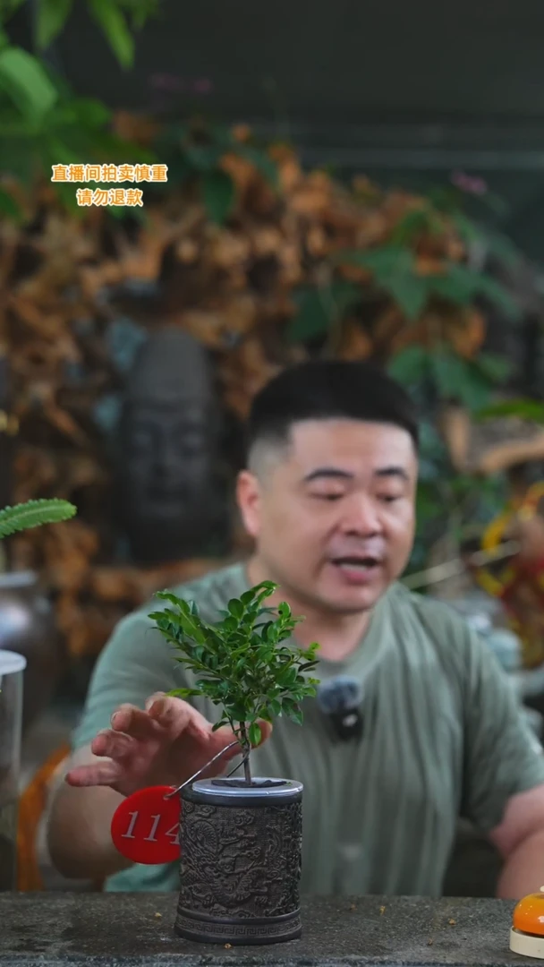 当前无花栽培后可以开花160紫檀T