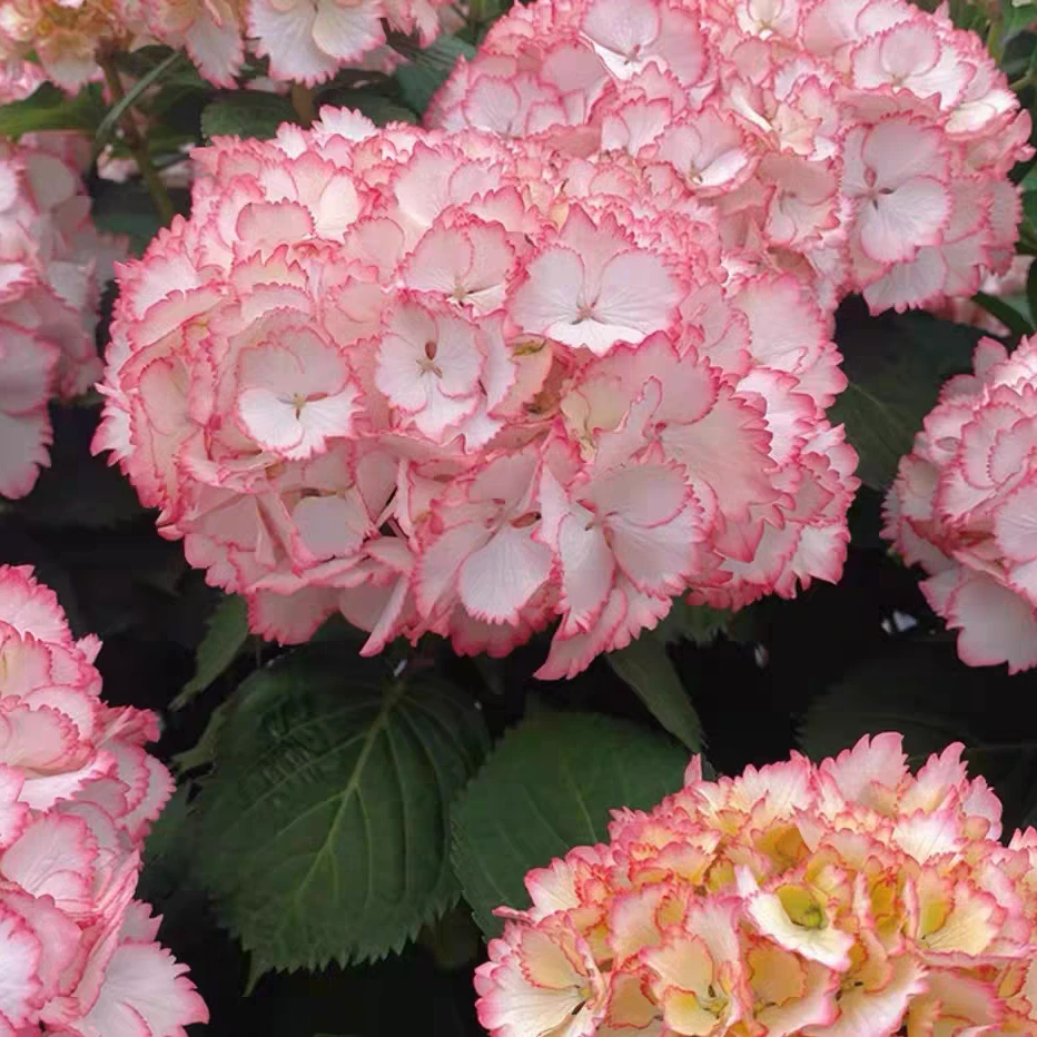 【鸡尾酒】绣球花盆栽室内外开花植物易爆花大花头蕾丝边庭院花卉