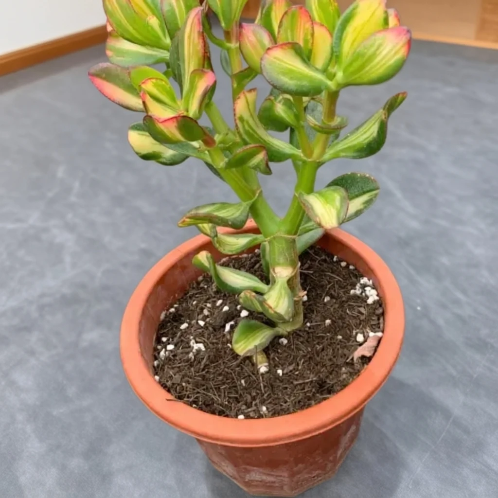 七彩花月多肉盆栽绿植玉树系多肉植物红色老桩盆栽室内好养防辐射