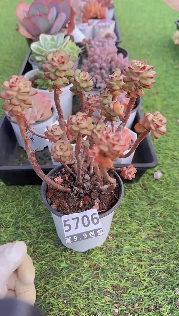 【闪购商品】信福多肉一物一拍