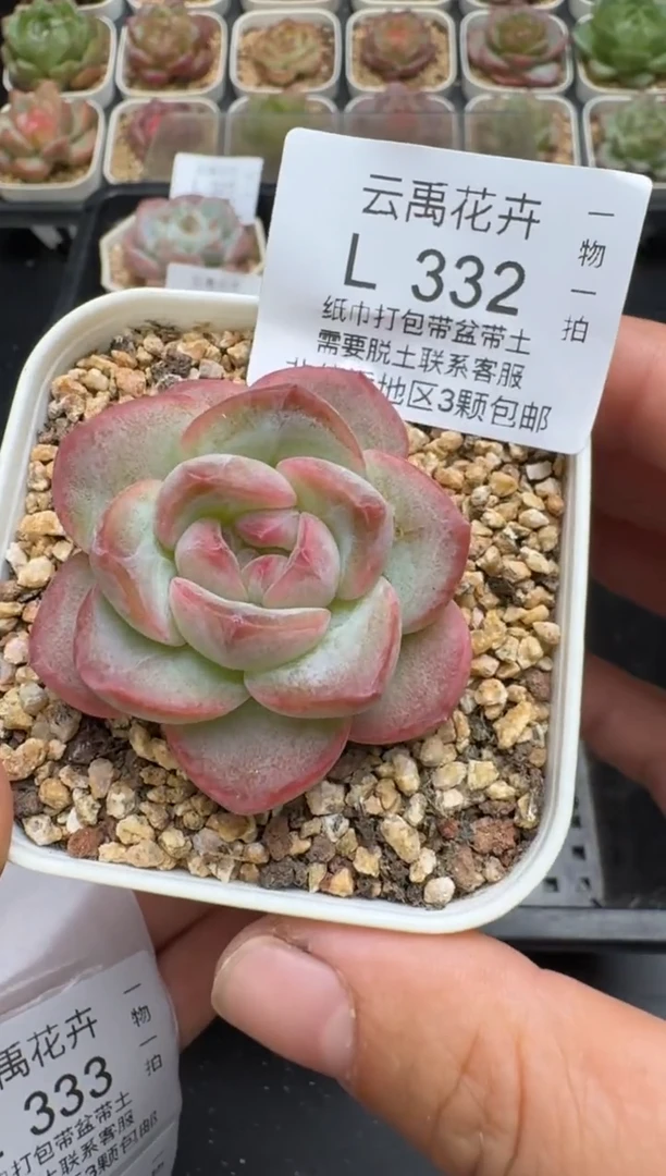 332L当天拍3颗包柚 带盆土纸巾打包 云禹花卉 珍妮多肉植物