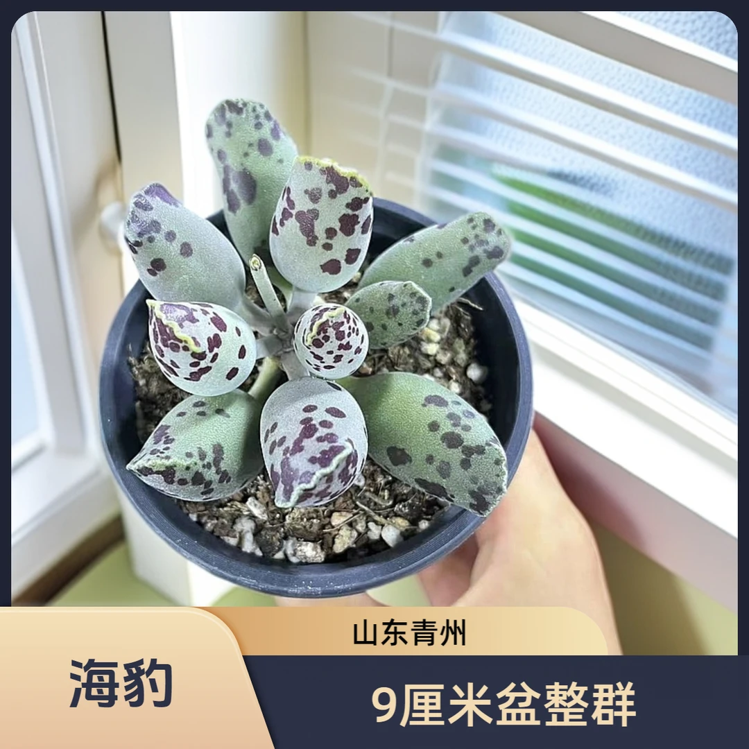 海豹水泡9厘米盆老桩多肉