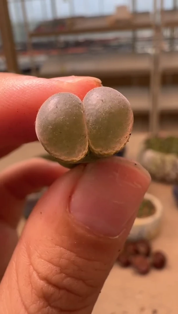 美丽的肉石头16-24