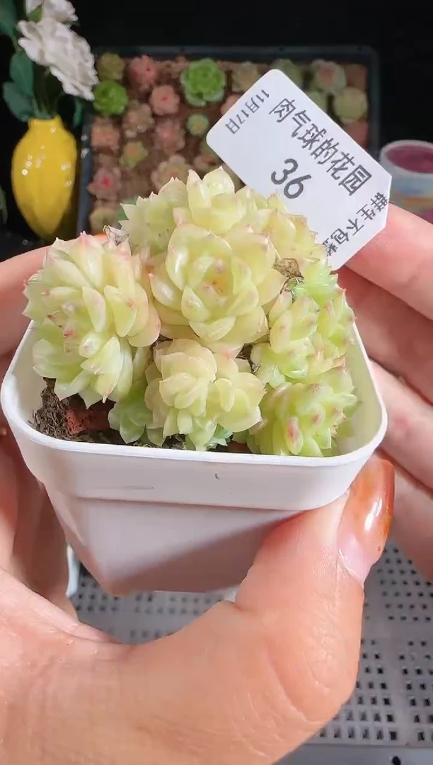 1117-36群生不包整