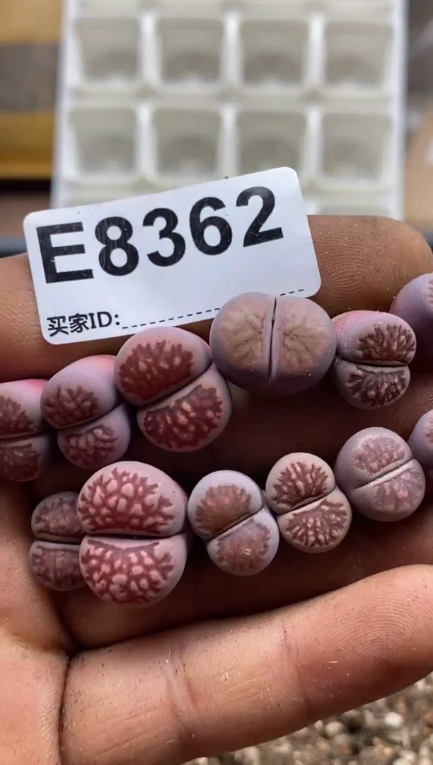 8362直播一物一拍