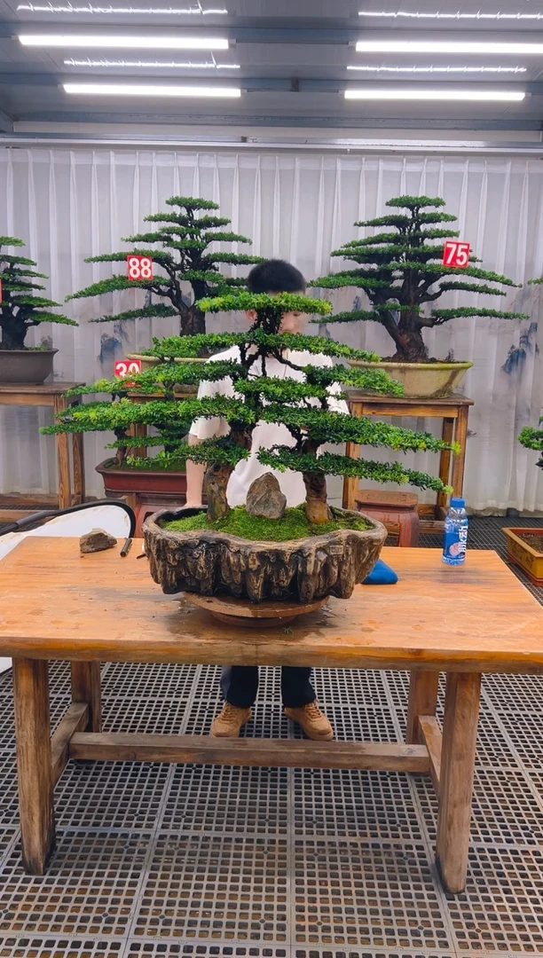 无花朵绿**园精品盆景直播间一物一拍