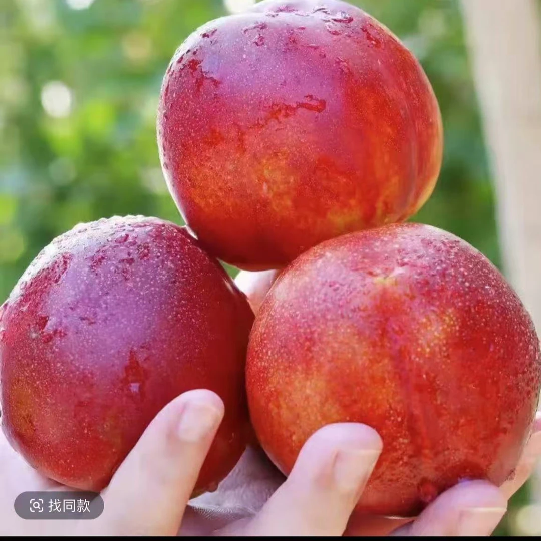 【新疆包邮】正宗黄肉油桃新鲜采摘 香甜多汁当季新鲜水果桃子山西省