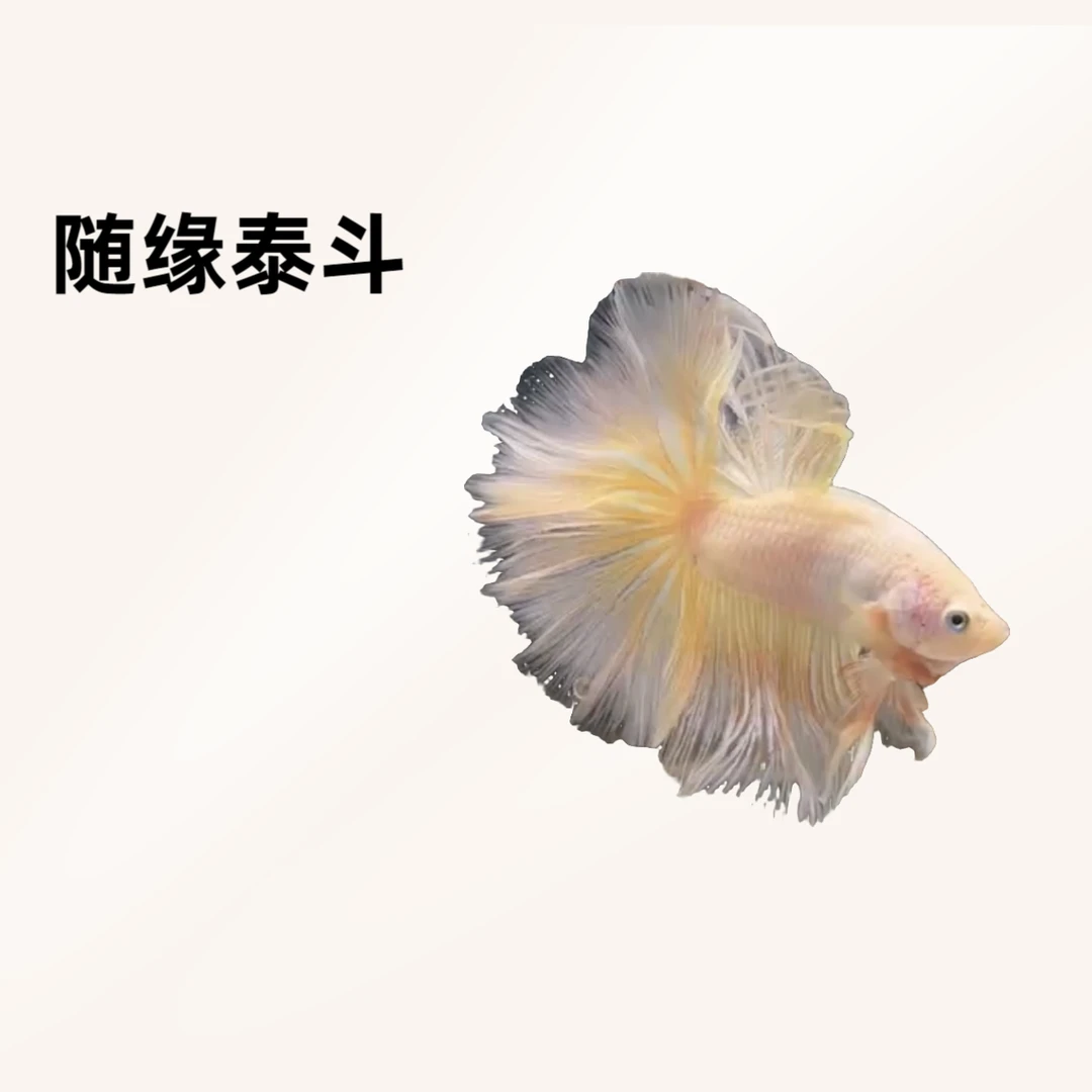 C10（217-240）随缘泰斗小型热带观赏鱼（直播间选鱼）