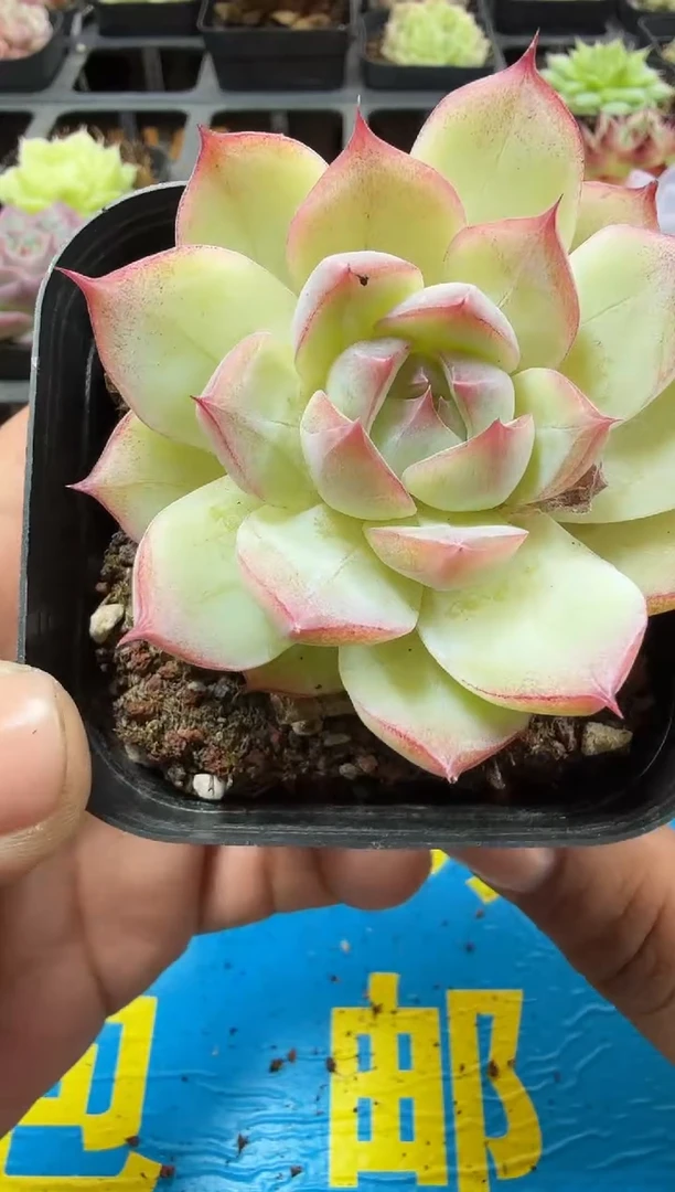 东云多肉园二店-660