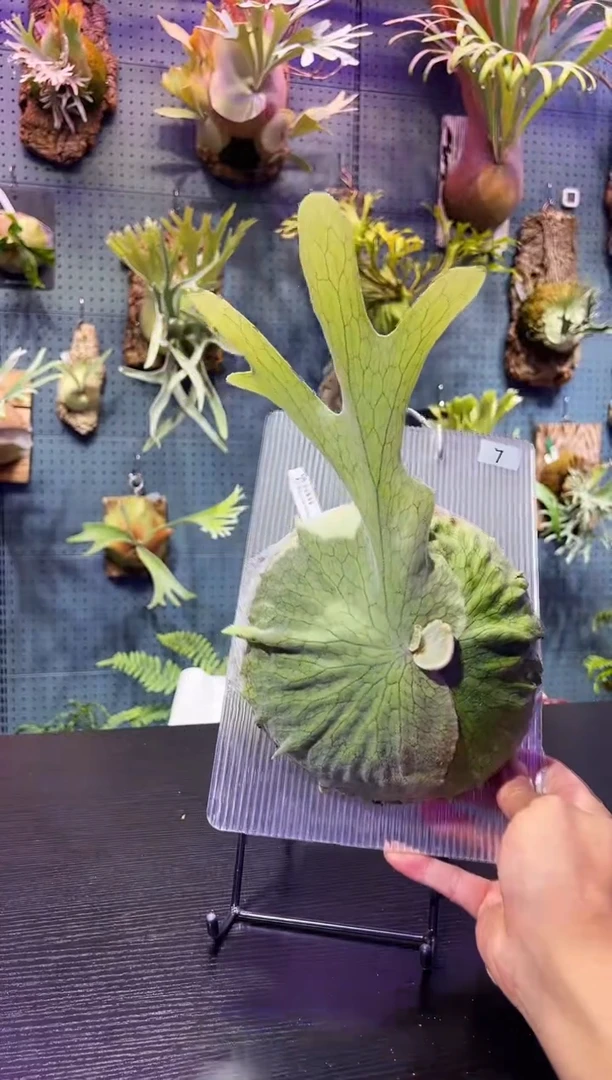 完全开放板植编号7 巨大