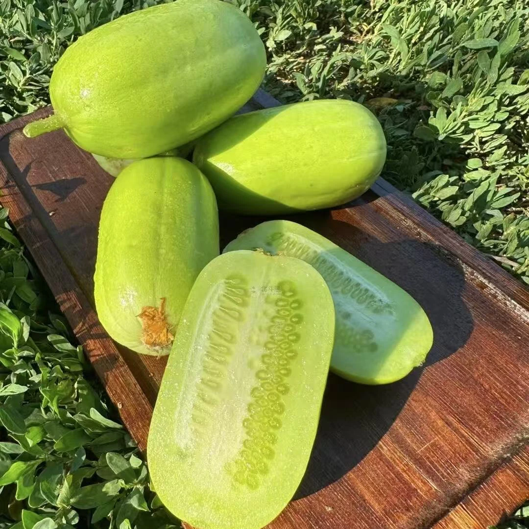 玉女黄瓜现摘现发净重三斤